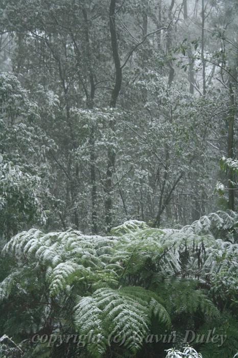 Snow on tree ferns, Sassafras IMG_7633.JPG